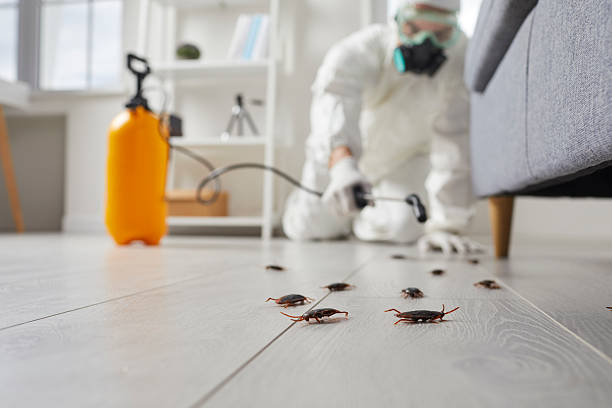 Commercial Kitchen Cockroach Control in Monrovia